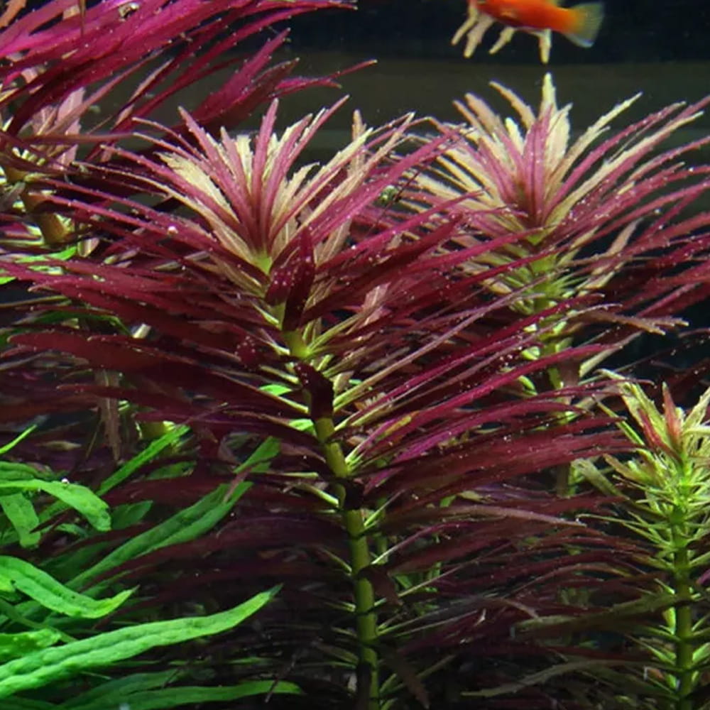 Limnophilia hippuridoides roślina roślinka do akwarium in vitro